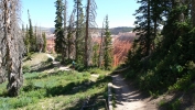 PICTURES/Spectra Point - Rampart Trail Overlook/t_Trail in the trees.JPG